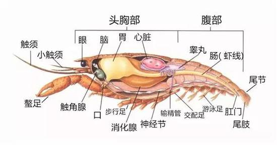 图片来自http://imgarcade.com/1/crawfish-internal-anatomy,经作者加工
