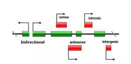 lncRNA 分类示意图