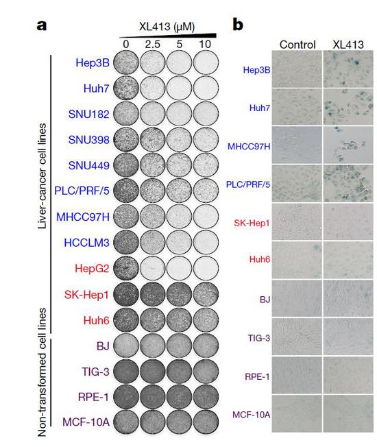 通过药物（XL413）抑制CDC7的活性，可以特异性地促进一些肝癌细胞陷入衰老中（图片来源：参考资料[1]）