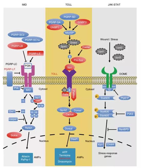 从左至右依次为昆虫imd,toll,jak-stat信号通路示意图.