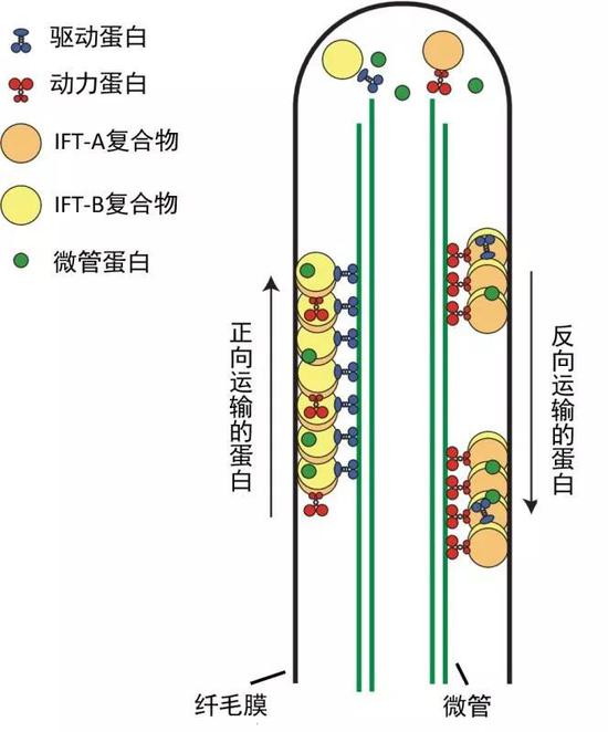 纤毛内转运蛋白在不断运动(图片来源:Cold Spring Harbor perspectives in biology)