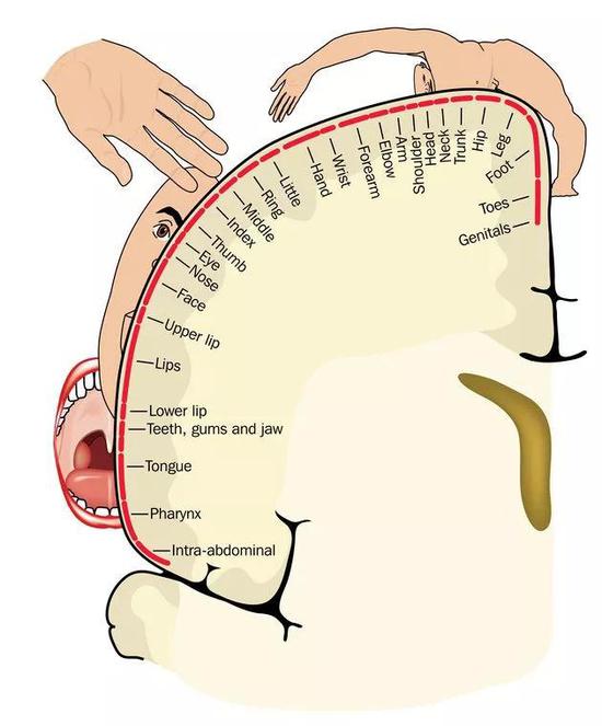  ▲“运动小人”的器官越大，说明大脑负责该器官动作的运动皮层区域越大（图片来源：123RF）