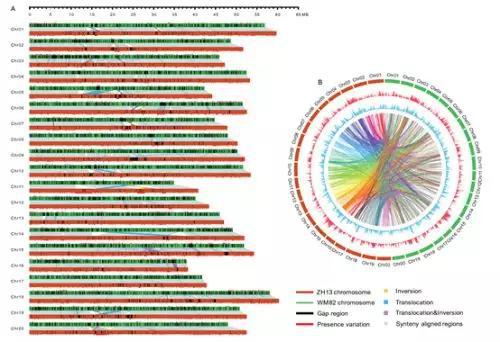 科学家发布大豆基因组 为国产优异大豆培育奠定基础