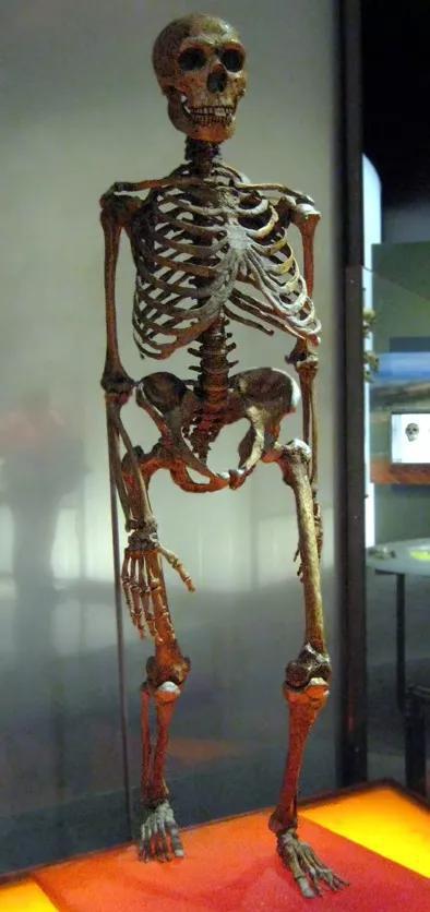 尼人骨骼 图源：wiki
