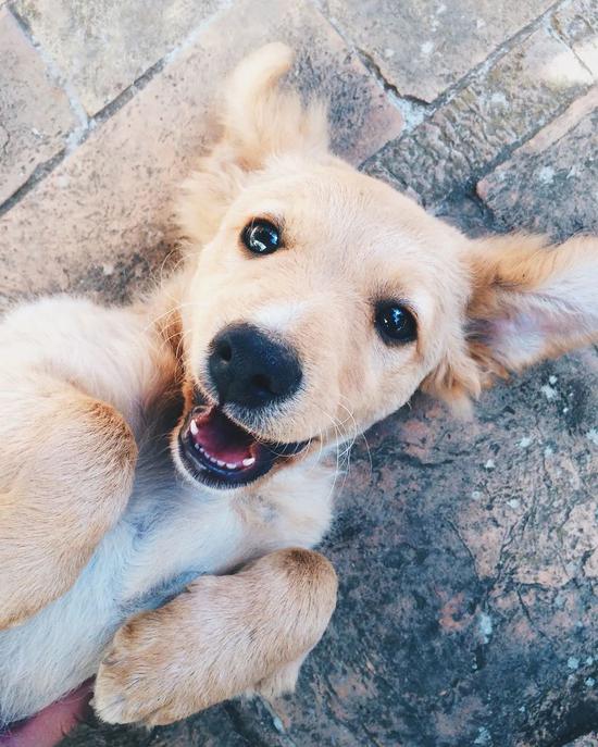 怎么教狗狗捡球 afcd-keyancw4083119.jpg