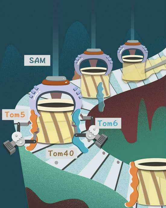 Science：快看！科学家把线粒体工厂“暂停”了|机械手