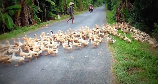 目瞪口呆！越南乡村鸭群过马路滚滚如流水