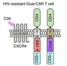 T细胞表面装备两种CAR以及膜融合抑制剂的示意图