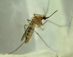 图片来源:https://en.wikipedia.org/wiki/Culex