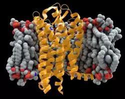 CCR5蛋白3D结构（来源：wikipedia）