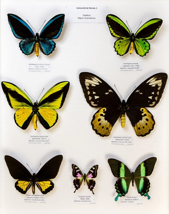 各种美丽的蝴蝶(凤蝶)来源丨维基百科