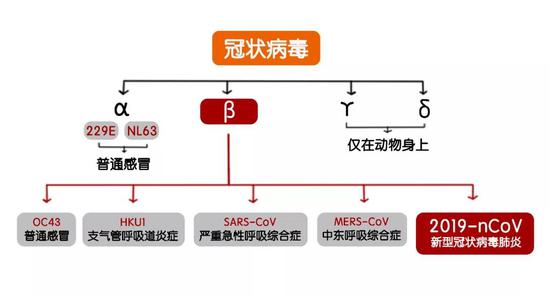○ 冠状病毒属于冠状病毒科(Coronaviridae)正冠状病毒亚科(Orthocoronavirinae),其下分为α,β,γ和δ四个属,其中β属冠状病毒可以分为A,B,C,D四个谱系。目前我们已知的可以感染人类的冠状病毒有7种。