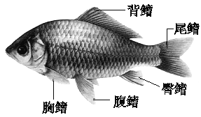 鱼的外观 | 人教版生物必修一