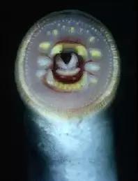 图2. 盲鳗的角质齿