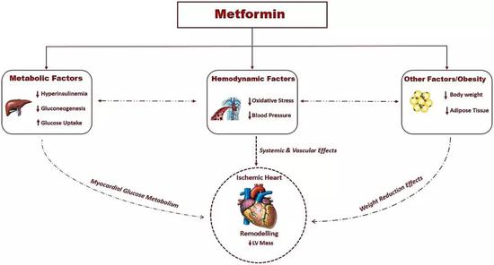 二甲双胍逆转左心室肥厚的可能机制
