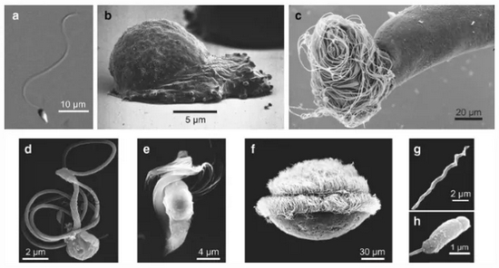 自然界中不同形态的精子。a。海胆的精子；b。猪蛔虫的爬行态精子；c。已知的最长精子——二裂果蝇的精子；d-f。来自不同植物的精子，分别拥有 2-1000 多根鞭毛；g，h。 两种鸟类精子。| https：//link.springer.com/article/10.1007%2Fs10265-017-0936-2