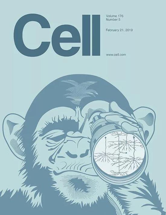 科学家首次揭示人类特有高清视觉的基因秘密细胞视网膜中央