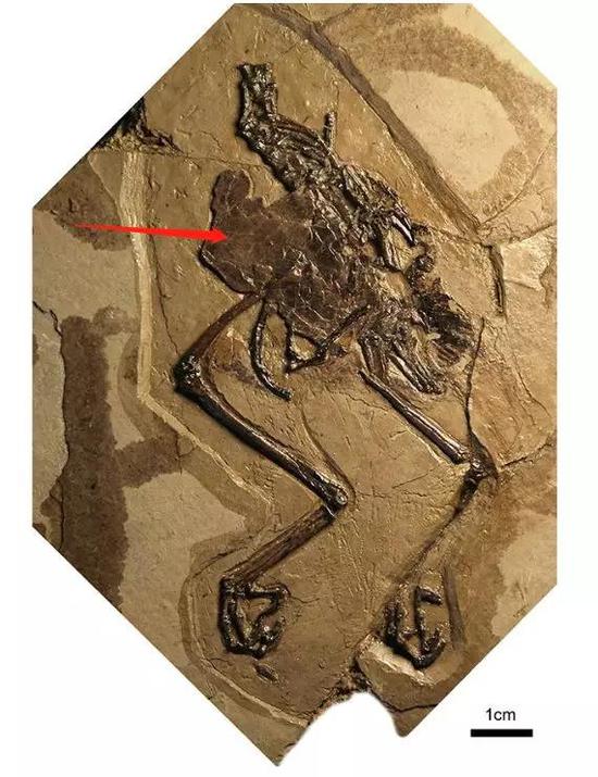 施氏慈母鸟化石标本（红色剪头所指为蛋壳）。图片来源： 参考文献[1]