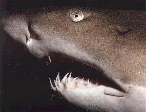 图7. 鲨鱼的牙齿