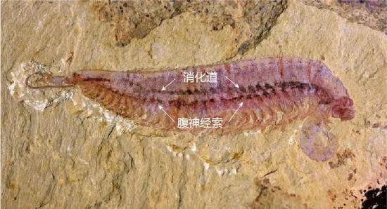 化石保存了麒麟虾修长的身材；中间的两条深色线：上面是消化道、下面是腹神经索 图片来源：中国科学院南京地质古生物研究所