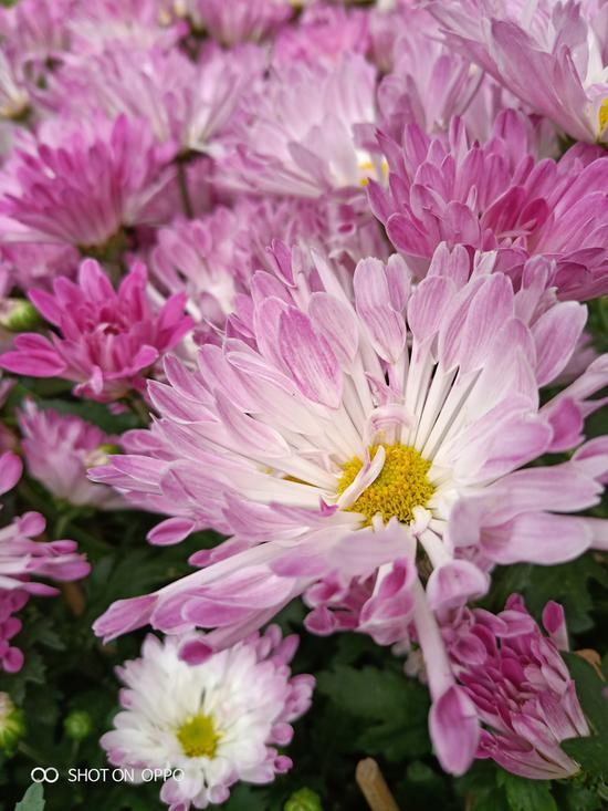 ▲OPPO R15实拍样张