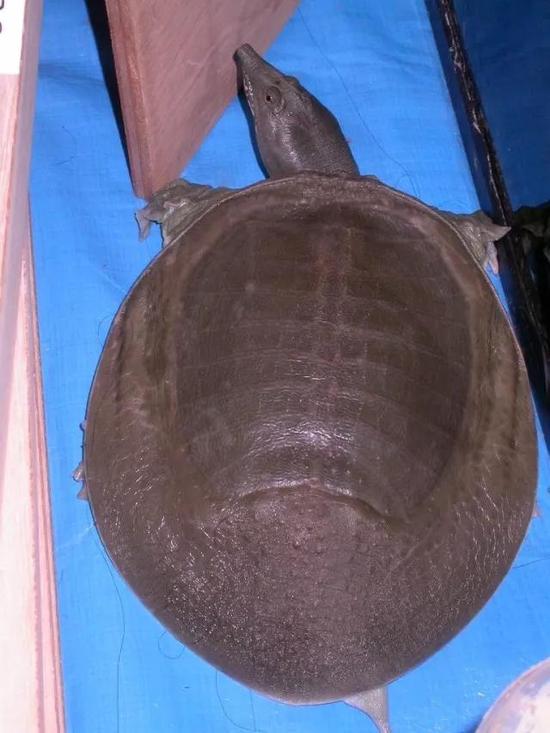 中华鳖Pelodiscus sinensis(图片源自维基百科)
