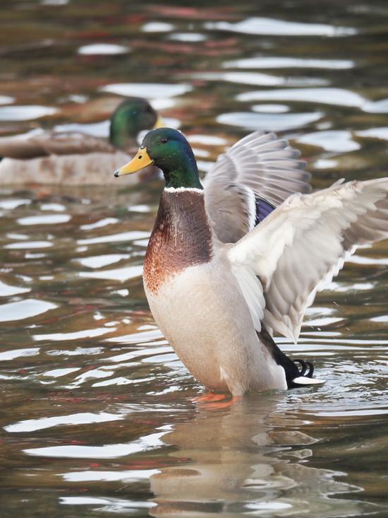 焦距:300mm 光圈:f/6.7 ISO感光度:1000