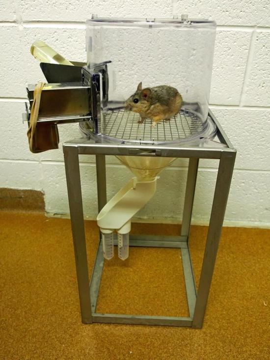 荒漠林鼠在代谢笼内 （图片来源：www.eurekalert.org）