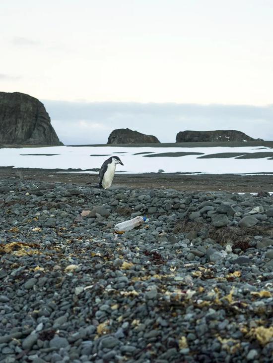 南极海岸的塑料垃圾，宏观塑料垃圾早已分布在南极洲各处，微塑料自然不会少。