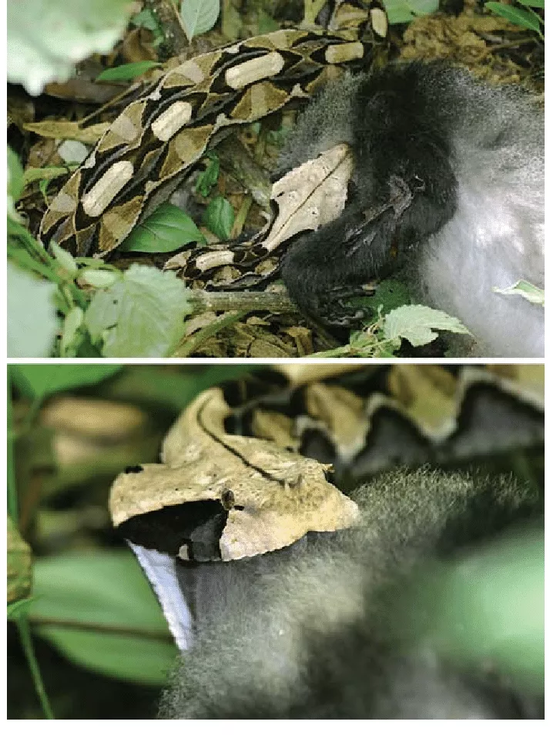 一条加蓬咝蝰杀死了一只幼小的青长尾猴。图片:Steffen Foerster / Primates (2008)