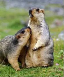 图6。喜马拉雅旱獭Marmota himalayana(图片来源:百度百科)