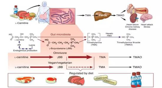 从红肉到TMAO的转化途径 来源：The Journal of Clinical Investigation