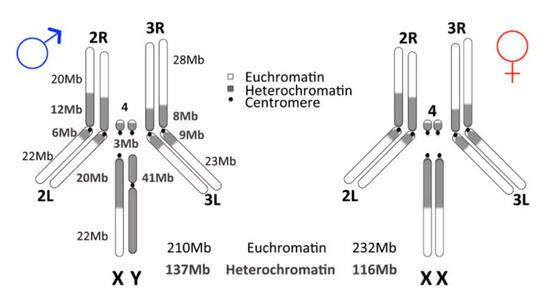 雄性黑腹果蝇和雌性黑腹果蝇在异染色质（heterochromatin）含量上的差异。图片来源于2020年的研究论文 