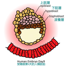 上胚层