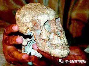 图6 在埃塞俄比亚境内发现的幼女化石“塞拉姆”