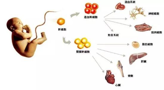 尽管,人类诞生的最初也存在着各种干细胞。