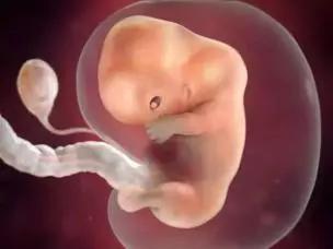 9-13周：性别分化，内脏器官开始发育功能