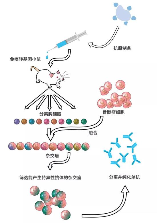 利用转基因小鼠制备抗体的流程图（图：wiki）