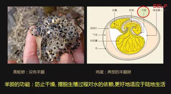 先有鸡还是先有蛋?我敢肯定地告诉你先有蛋
