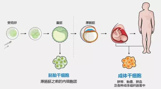 类似的,随着物种的进化,越高级的生物再生能力也在一点点地丢失。