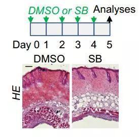 经过SB治疗的成年小鼠，真皮白色脂肪组织层明显扩大