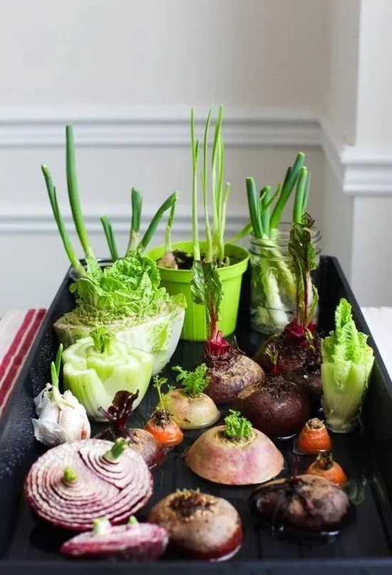 阳台种菜指南丨不用种子就能种的蔬菜