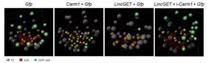 图4 过表达LincGET能使卵裂球倾向内细胞团命运