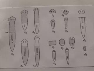 1907年摩根进行的涡虫再生实验