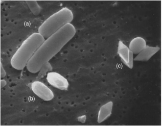 电子显微镜下的苏云金芽孢杆菌：（a）营养细胞（b）芽孢（c）毒素晶体，图源Comprehensive Biotechnology （Third Edition）