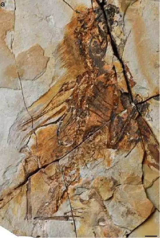 Fig.1 Longibrachium的正模标本 图片来源:中国科学院古脊椎动物与古人类研究所