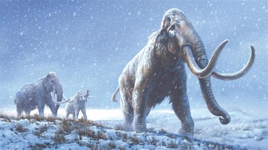 研究者解析了西伯利亚冻土中的猛犸象遗传信息，刷新了古动物DNA年代纪录。图片来源：BETH ZAIKEN