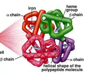 血红素是血红蛋白的主要成分