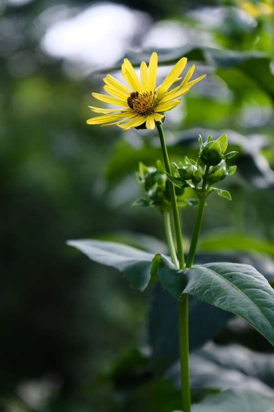 ʿ
ȡ 17-70mm F/2.8 Di III-A VC RXD