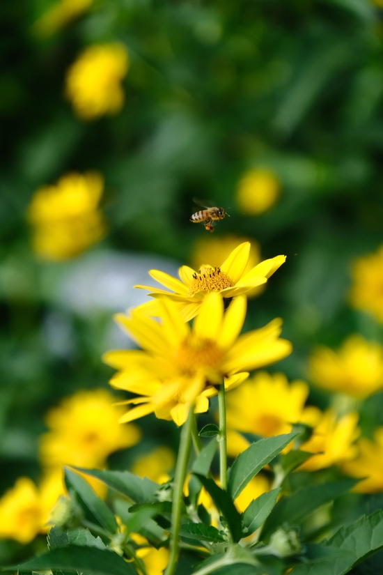 ʿ
ȡ 17-70mm F/2.8 Di III-A VC RXD